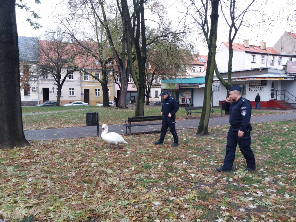 Wielka obława na łabędzia