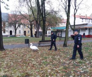 Wielka obława na łabędzia