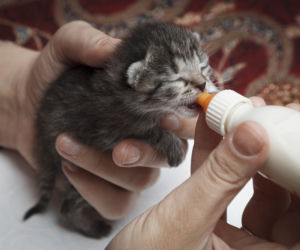 Uratowane koty potrzebują pomocy 