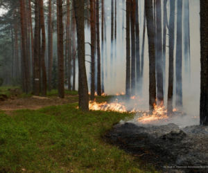 Walka z pożarem pod Biłgorajem. Szef MSWiA: „Jesteśmy umiarkowanymi optymistami”