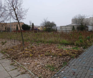 Park kieszonkowy w Siedlcach przy ul. Jagiełły