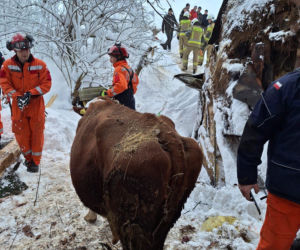 Dach stodoły runął pod naporem śniegu. W środku były zwierzęta