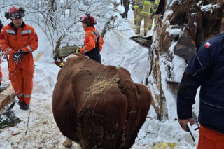 Dach stodoły runął pod naporem śniegu. W środku były zwierzęta