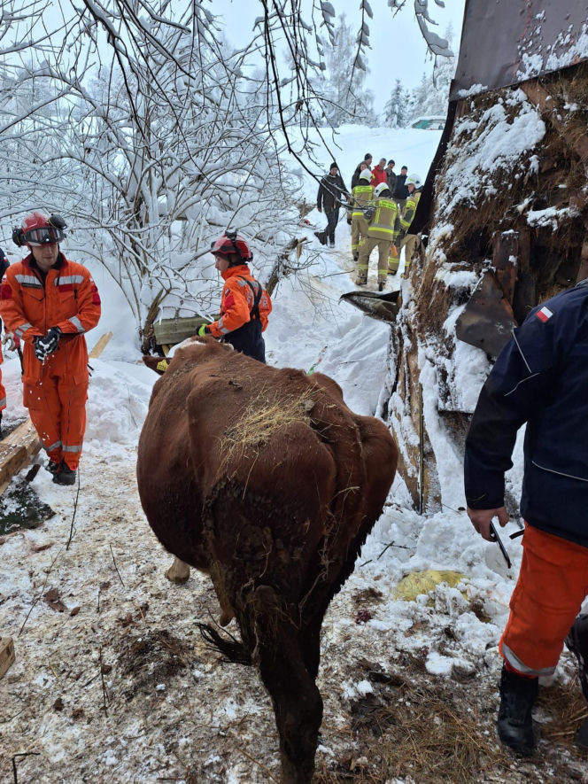 Dach stodoły runął pod naporem śniegu. W środku były zwierzęta