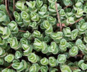 Rochodnik Ewersa