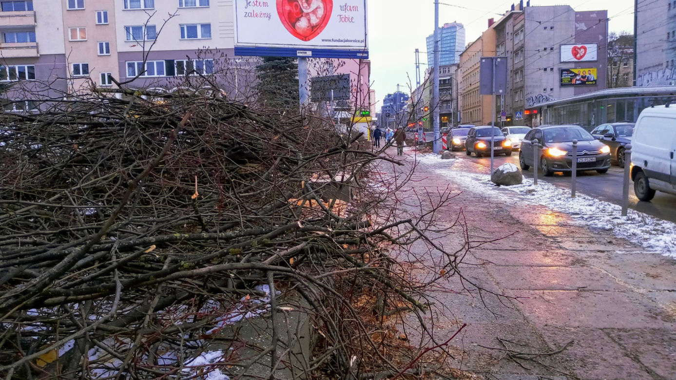 Masowa wycinka drzew w alei Wyzwolenia 