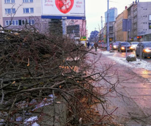 Masowa wycinka drzew w alei Wyzwolenia 