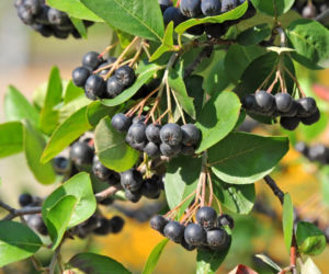 Aronia