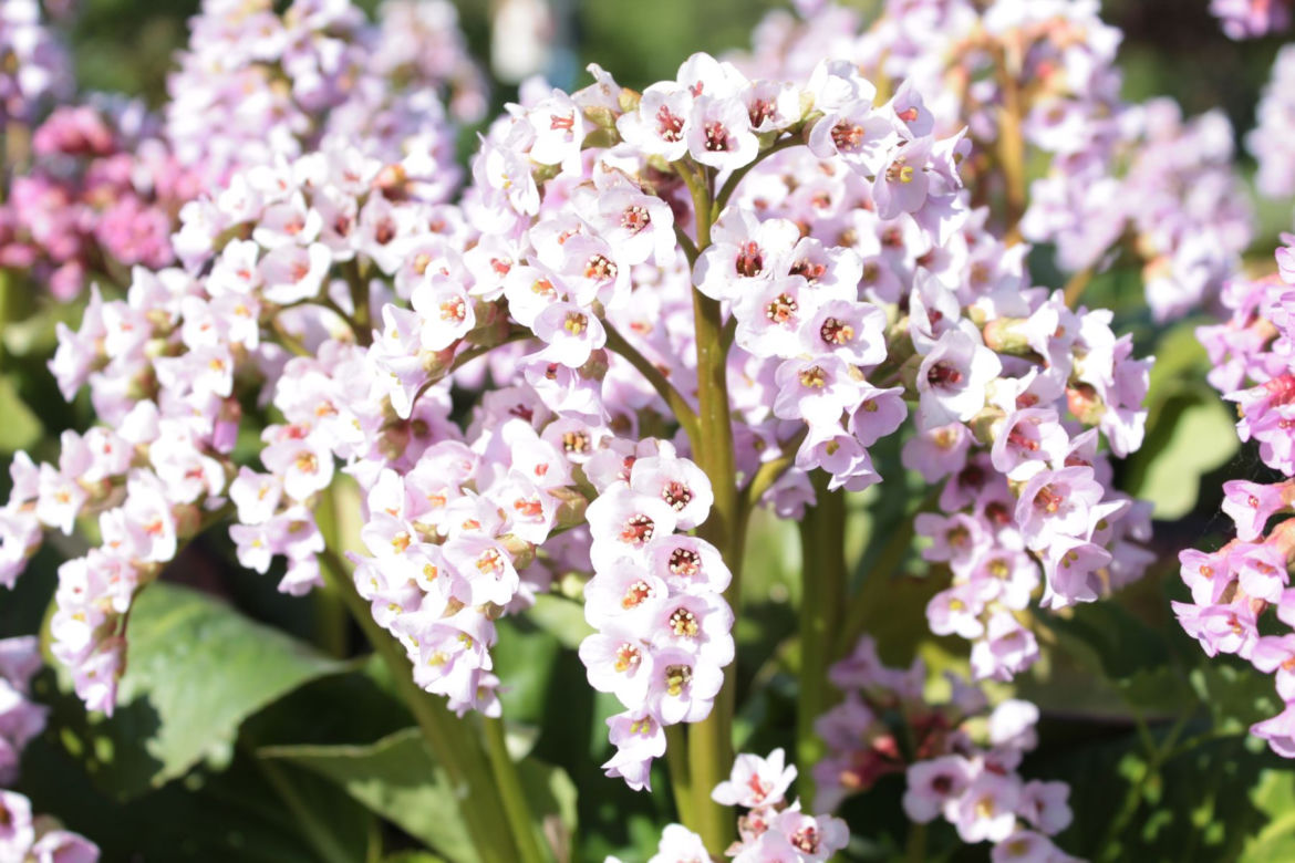 Bergenia