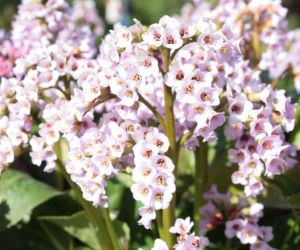 Bergenia