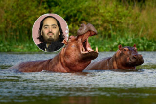 Syn miliardera przygarnie jurne hipopotamy giganty! Da im dom w Indiach