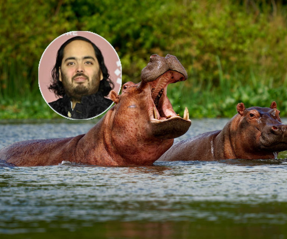 Anant Ambani i hipopotamy