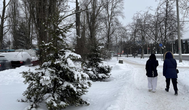 Choinka po świętach nie musi trafić na śmietnik. Lublin daje drzewkom drugie życie