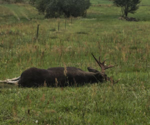 Powiat węgrowski: W miejscowości Trawy kierowca osobówki uderzył w łosia
