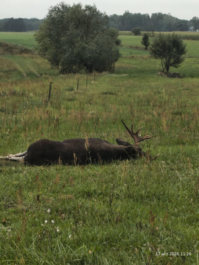 Powiat węgrowski: W miejscowości Trawy kierowca osobówki uderzył w łosia