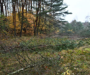 Ruszają prace przy budowie tulelu pod Świną