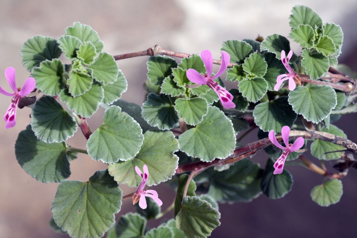 Pelargonia afrykańska