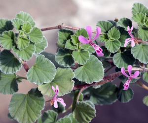 Pelargonia afrykańska