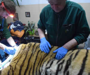 Operacja tygrysa w poznańskim ZOO