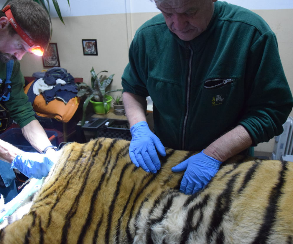 Operacja tygrysa w poznańskim ZOO