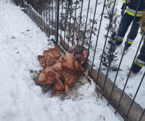 Sarna utknęła w ogrodzeniu. Uratowali ją łódzcy strażacy! [ZDJĘCIA]