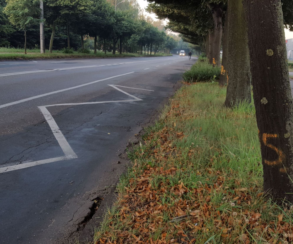 Co z drzewami na Fabrycznej? Miasto wciąż czeka na zgodę na wycinkę 