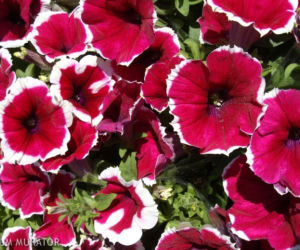 petunia