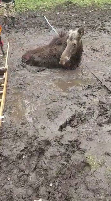 Młody łoś miał niewielkie szanse na przeżycie. Pomoc nadeszła w porę