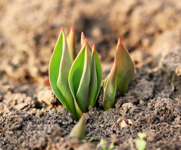 W marcu zapomnij o sklepowych nawozach do tulipanów. Rozpuść 5 łyżek w wodzie i podlej zalążki kwiatów, a rozkwitną jak w raju. Domowy nawóz do tulipanów na wiosnę