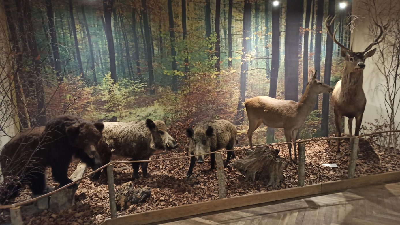 Muzeum Przyrody w Olsztynie. Poznajcie faunę oraz florę Warmii i Mazur