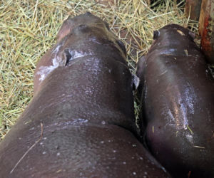 Wyjątkowe narodziny w gdańskim zoo! Na świat przyszła mała hipopotamka karłowata