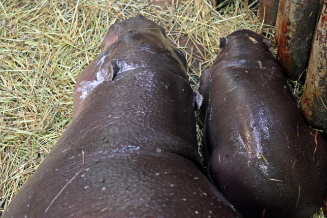 Wyjątkowe narodziny w gdańskim zoo! Na świat przyszła mała hipopotamka karłowata