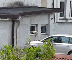 Bocian bandyta gnębi urzędników