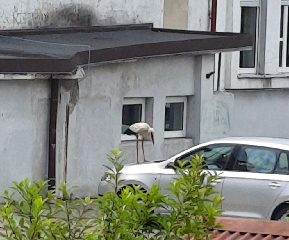 Bocian bandyta gnębi urzędników