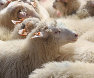 Wiosenny redyk w Ludźmierzu