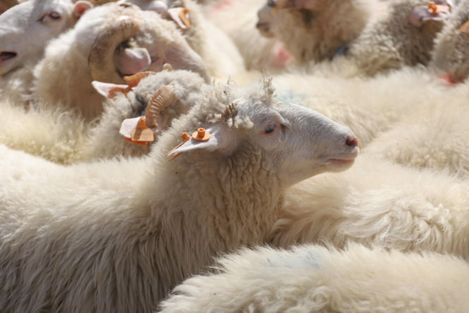 Wiosenny redyk w Ludźmierzu