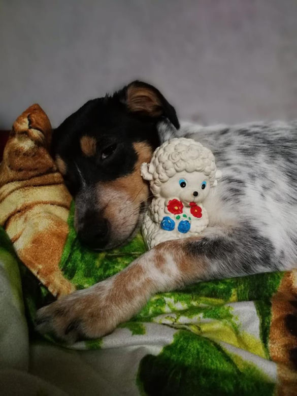 Szczecińskie kundelki