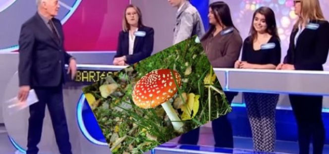 Jadalny muchomor w Familiadzie. Zaskakująca wpadka! 