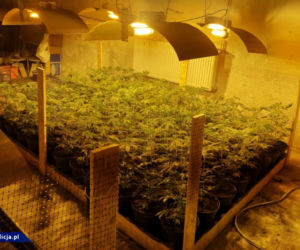 CBŚP zlikwidowało w Łódzkiem OGROMNĄ plantację marihuany