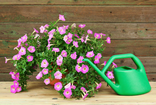 Supertunia