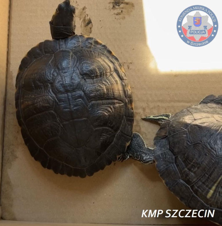Szczecinianka sprzedawała żółwie, których posiadanie jest zabronione 
