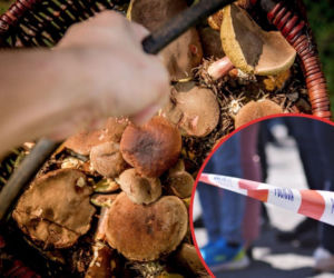 Koszmar podczas grzybobrania! 73-latek oddalił się od rodziny, spełnił się najgorszy scenariusz 