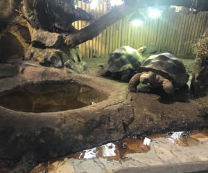 Żółwie jaja we Wrocławskim ZOO