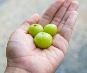 Amla (agrest indyjski)