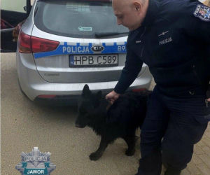 Przerażone psy biegały przy drodze ekspresowej.  Zostały porzucone, policja szuka właściciela