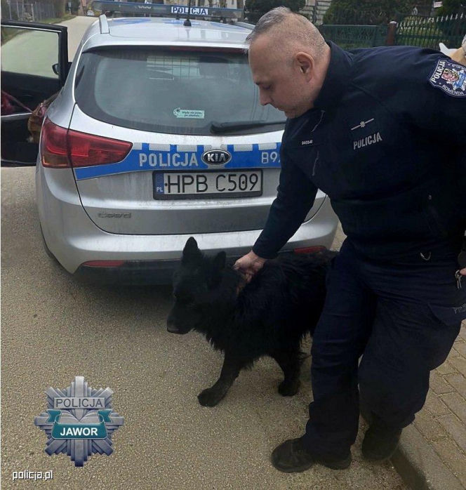 Przerażone psy biegały przy drodze ekspresowej.  Zostały porzucone, policja szuka właściciela