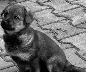 Misia umierała dwie godziny. Adam B. skazany za skatowanie 5-miesięcznego szczeniaka