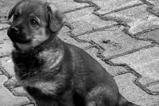 Misia umierała dwie godziny. Adam B. skazany za skatowanie 5-miesięcznego szczeniaka