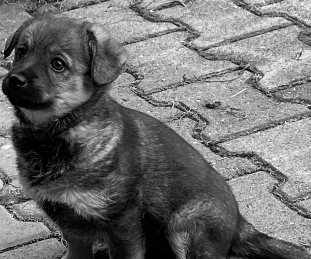 Misia umierała dwie godziny. Adam B. skazany za skatowanie 5-miesięcznego szczeniaka