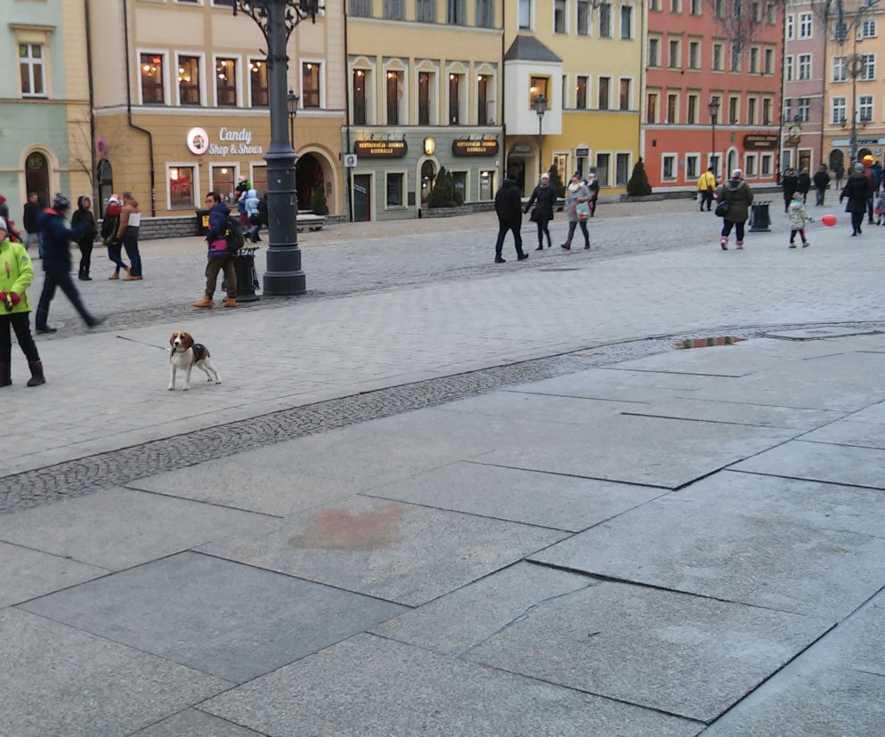 W weekend we Wrocławiu poczujemy wiosnę!